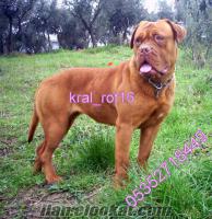 BORDEUX MASTİF YAVRULARI IRK GARANTİSİYLE