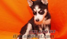 Çiftliğimizden Irk Garantili Yavru Köpekler