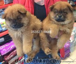 satılık Chow Chow (çin Aslanı) yavruları