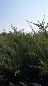 DIŞ ALAN SÜS BİTKİLERİM (PEYZAJ)