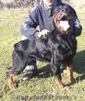 sahibinden rottweiler yavrular anne altından