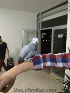 Konuşan taklit yapan jako