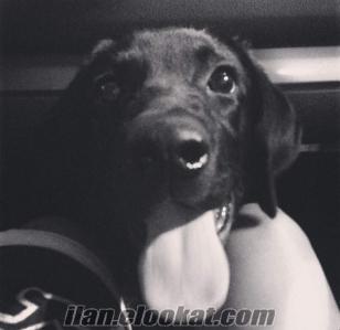 2.5 yasindaki safkan Labrador Retriever kopegime ciftlestirmek icin es ariyorum!