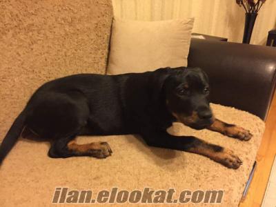 Rodvaydır cinsi köpeğimi satıyorum