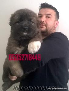 kafkas çoban yavrular
