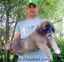 kafkas çoban yavruları satılık