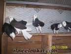 satılık donek Çorluda