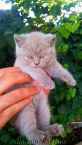 British shorthair&scottish fold yavrular...