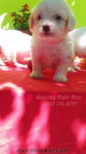white terrier satılık yavruları