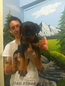 satılık macar koca kafa rottweiler yavruları