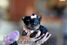 TEA CUP YORKSHİRE TERRİER BEBEKLERİMİZ