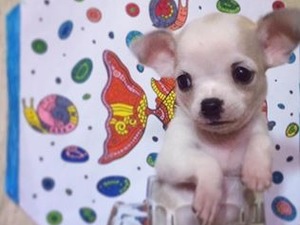 Chihuahua Sahibinden İsmetiye Mah.