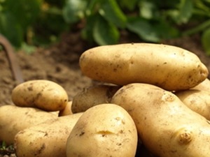 Patates Tohumu Satıyoruz