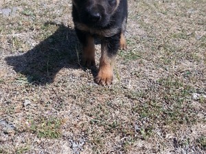 İsmetiye Mah. köpek ilanı