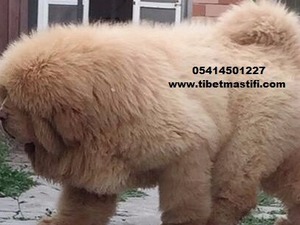 Diğer köpek ırkı köpek Nilüfer