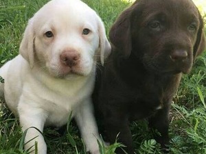 Labrador Dişi ve Erkek Çapak Mah.