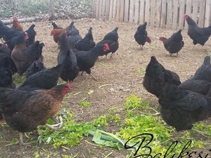 Gündoğdu Köyü hayvanlar ilanı