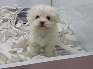 Dişi ve Erkek köpek Ostim OSB