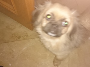 19 Mayıs Mah. köpek fiyatları