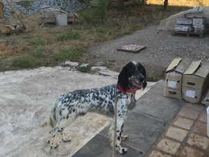 avı muayyer setter