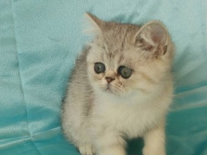 İstanbul Evleri kedi ilanı