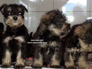 Schnauzer Sahibinden 1 TL