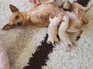 Chihuahua Sahibinden 2 TL