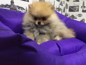 köpek Pomeranian fiyatları