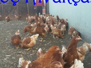 Büyükakçaalan Köyü hayvanlar ilanları