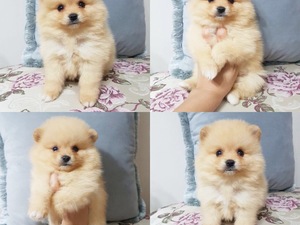 Birlik Mah. köpek fiyatları