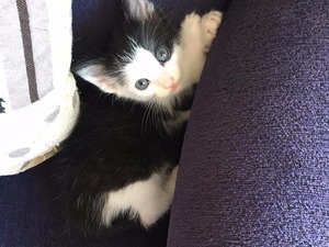Emniyetevleri Mah. kedi ilanı ver