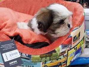 Ostim OSB köpek ilanı