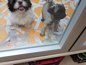 Balat Mah. köpek ilanı ver