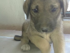 Kozağaç Mah. Kangal ilanları