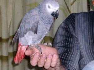 Afrika gri papağanı / jako papağanı ilanları