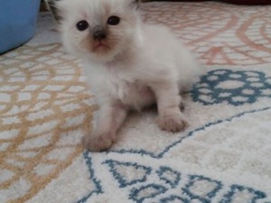 İnönü Mah. kedi fiyatları