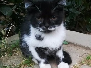 Diğer kedi ırkı Sahibinden 0 TL