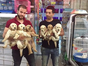 Golden retriever Dişi ve Erkek köpek
