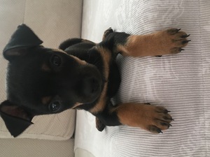 Pinscher yaş 0-3 Aylık Ömercikler Mah.