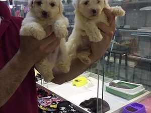 Kızılay Mah. köpek ilanı