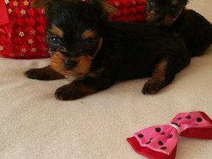 Yorkshire terrier yaş 0-3 Aylık