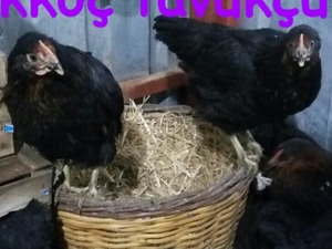 Büyükakçaalan Köyü hayvanlar fiyatları