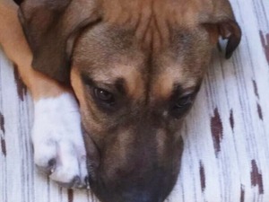 Abdi İpekçi Mah. köpek ilanı ver