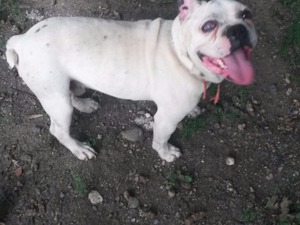 Akçalı Köyü French bulldog ilanları
