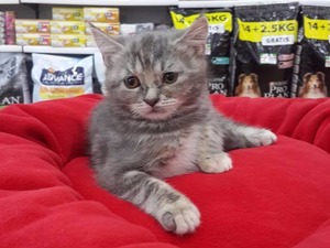 British shorthair Dişi kedi
