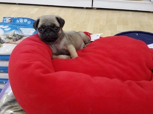 Pug Ostim OSB