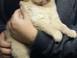 Gürpınar Mah. köpek ilanı