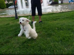 Airedale terrier yaş 0-3 Aylık Soğuksu Mah.