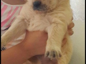 Golden retriever Sahibinden 1 TL