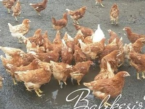 Büyükakçaalan Köyü hayvanlar ilanları